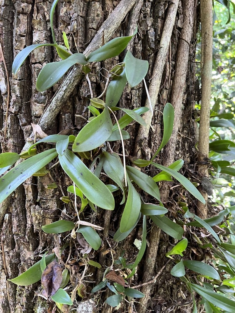 Bulbophyllum maximum photo 2