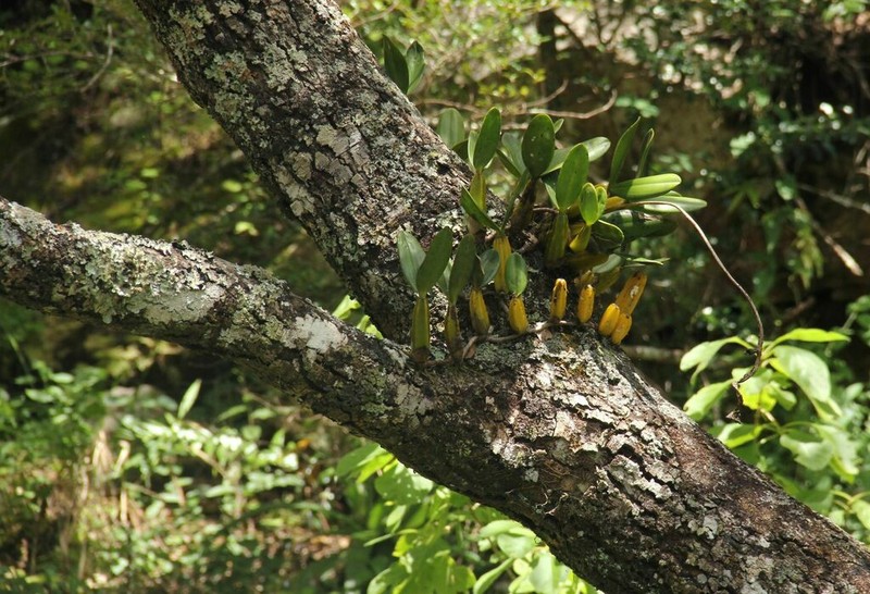 Bulbophyllum maximum photo 3