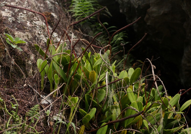 Bulbophyllum maximum photo 4