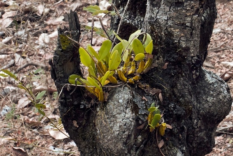 Bulbophyllum maximum photo 5