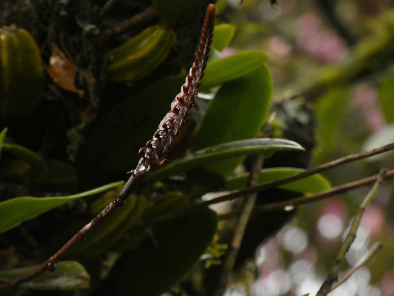 Bulbophyllum maximum photo 6