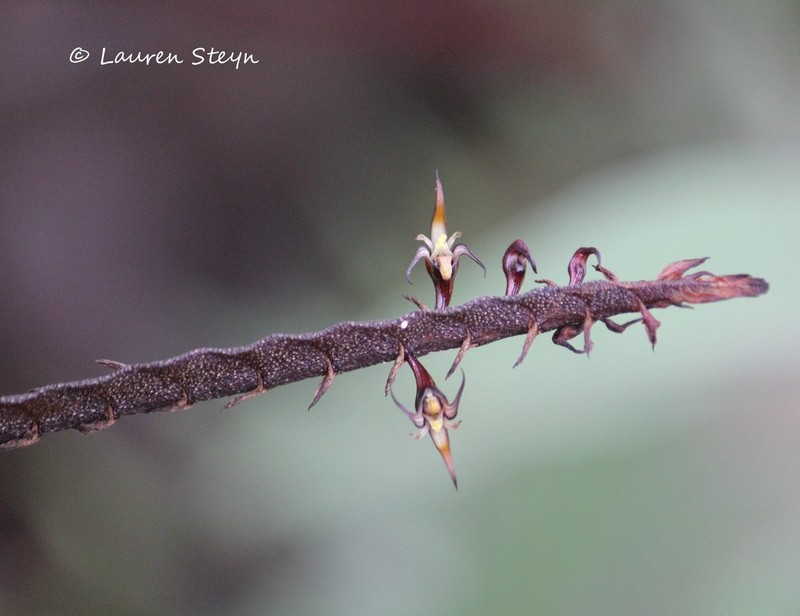 Bulbophyllum maximum photo 7