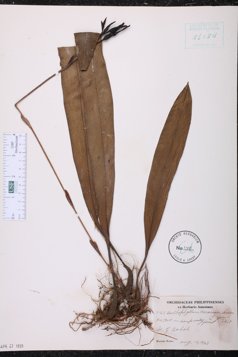 Bulbophyllum mearnsii