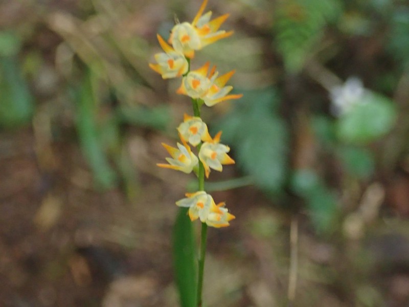 Bulbophyllum mediocre