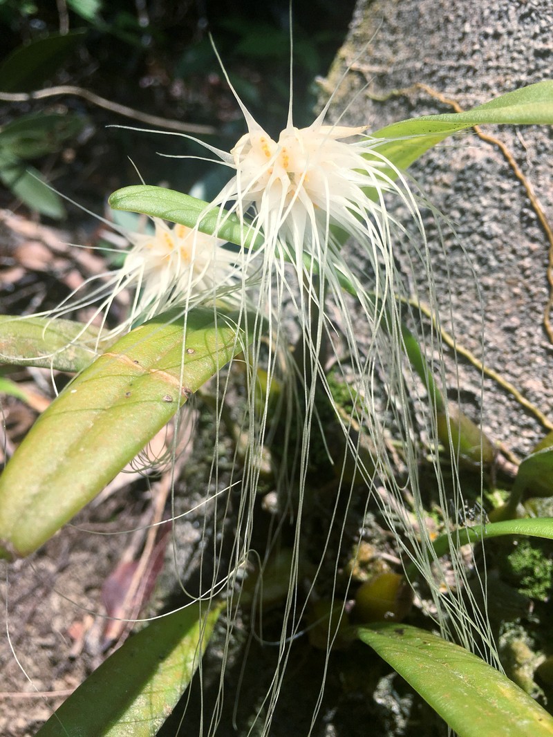 Bulbophyllum medusae