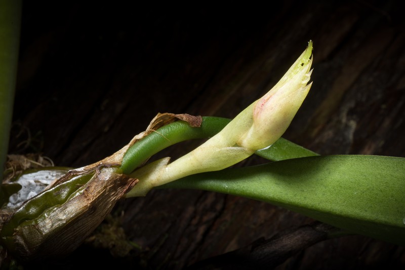 Bulbophyllum medusae photo 2