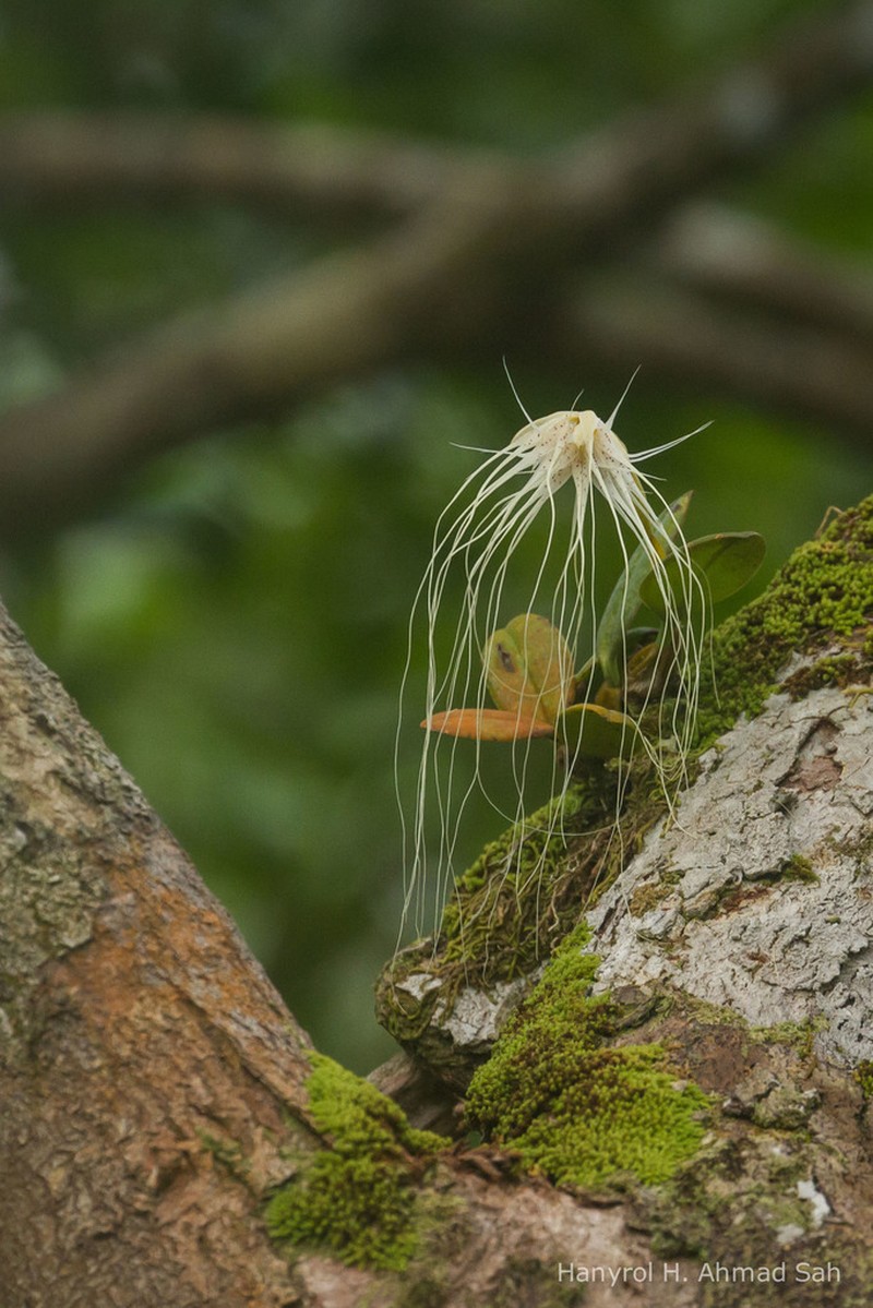 Bulbophyllum medusae photo 3