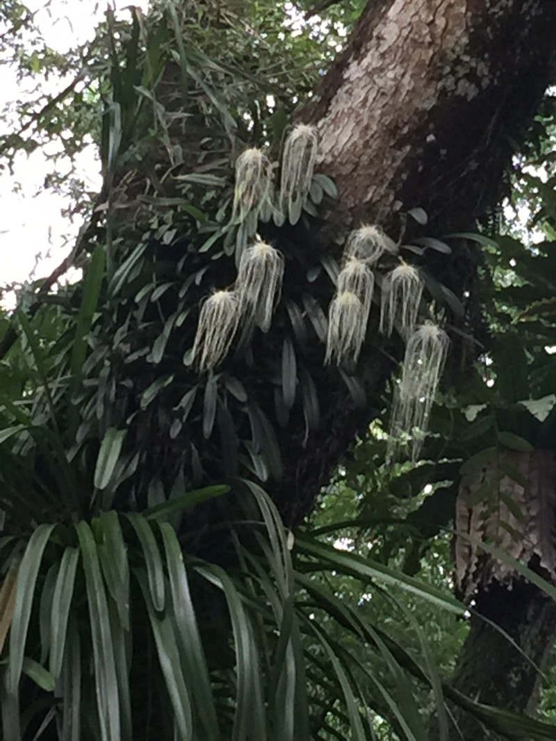 Bulbophyllum medusae photo 4