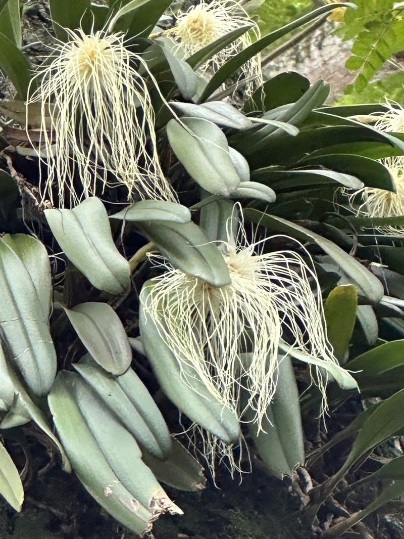 Bulbophyllum medusae photo 5