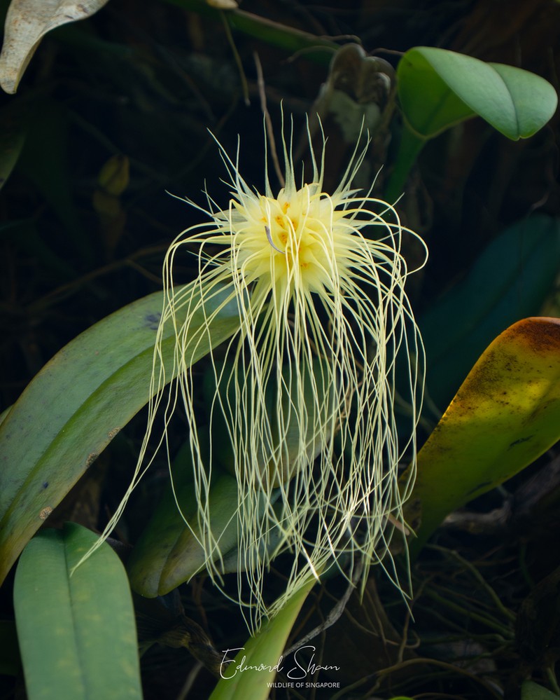 Bulbophyllum medusae photo 6