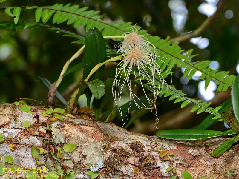 Bulbophyllum medusae photo 7