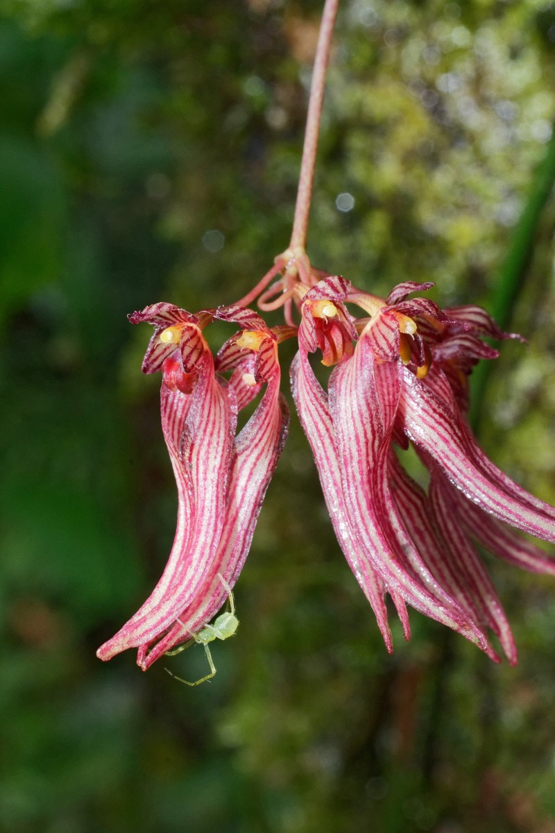 Bulbophyllum melanoglossum