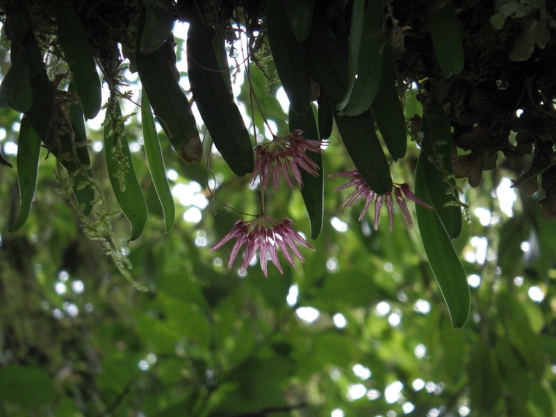 Bulbophyllum melanoglossum photo 2