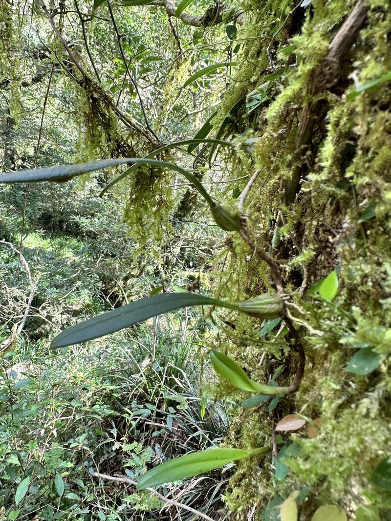 Bulbophyllum melanoglossum photo 3