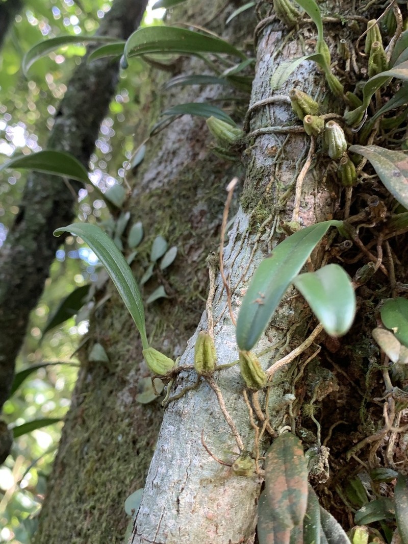 Bulbophyllum melanoglossum photo 4