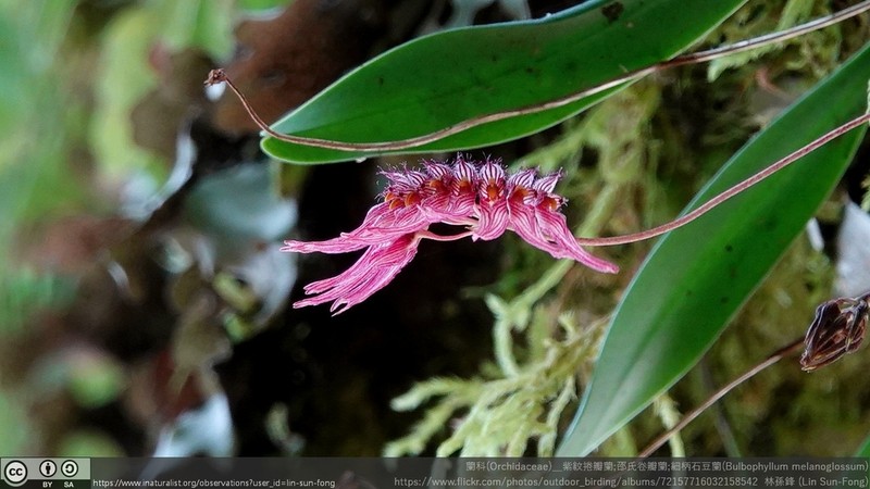 Bulbophyllum melanoglossum photo 5