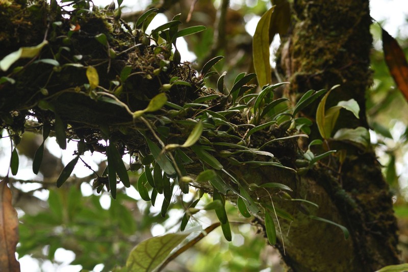 Bulbophyllum melanoglossum photo 7