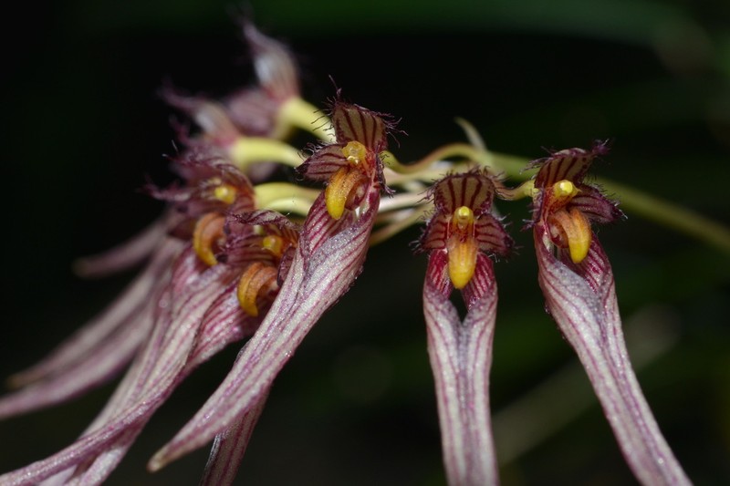 Bulbophyllum melanoglossum photo 8