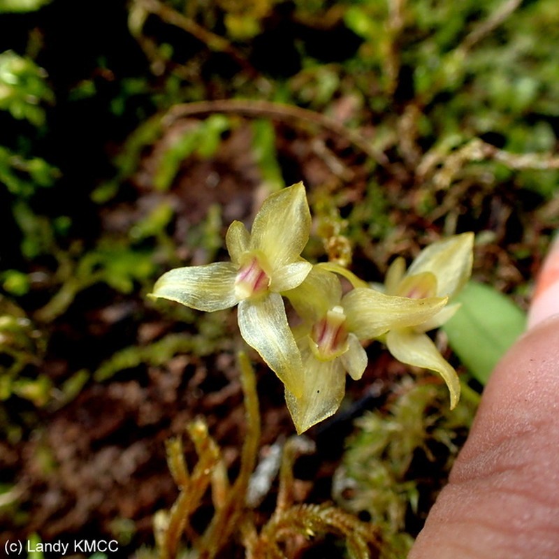 Bulbophyllum melleum