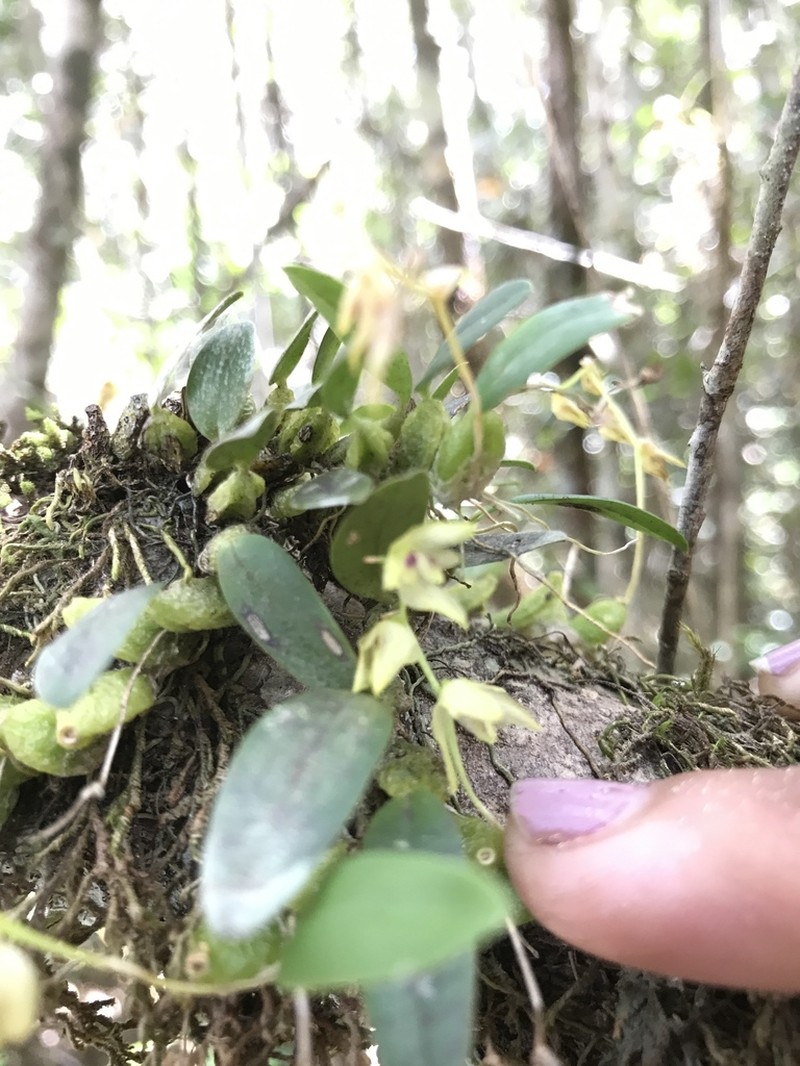 Bulbophyllum melleum photo 3