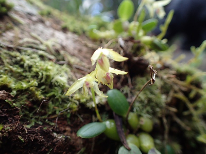 Bulbophyllum melleum photo 4