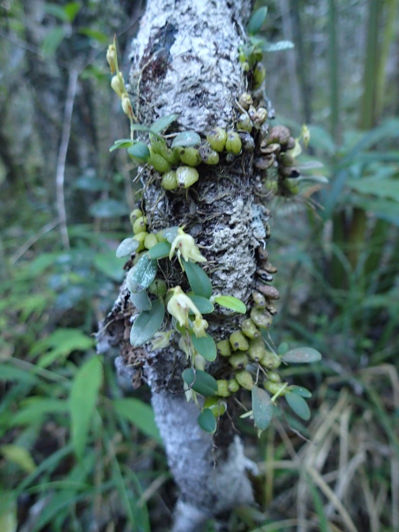 Bulbophyllum melleum photo 7