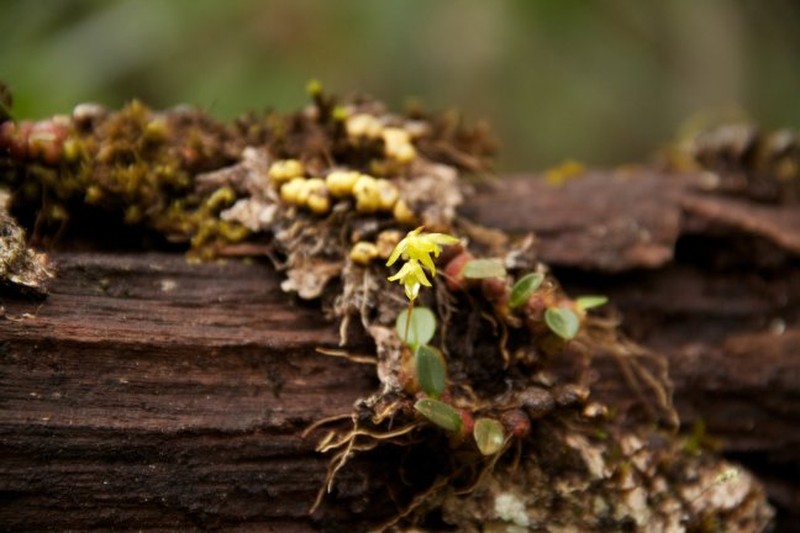 Bulbophyllum melleum photo 8