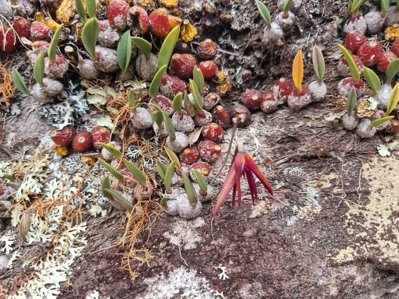 Bulbophyllum melloi