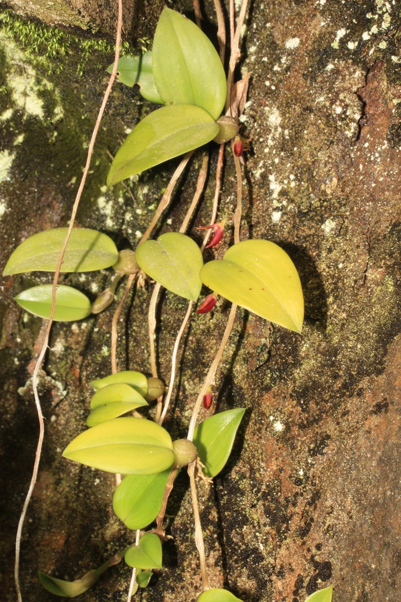 Thinpetal Bulbophyllum