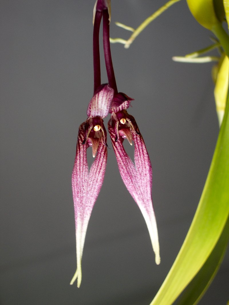 Thinpetal Bulbophyllum photo 3