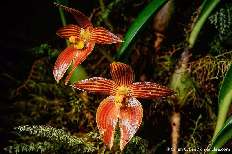 Bulbophyllum membranifolium photo 2