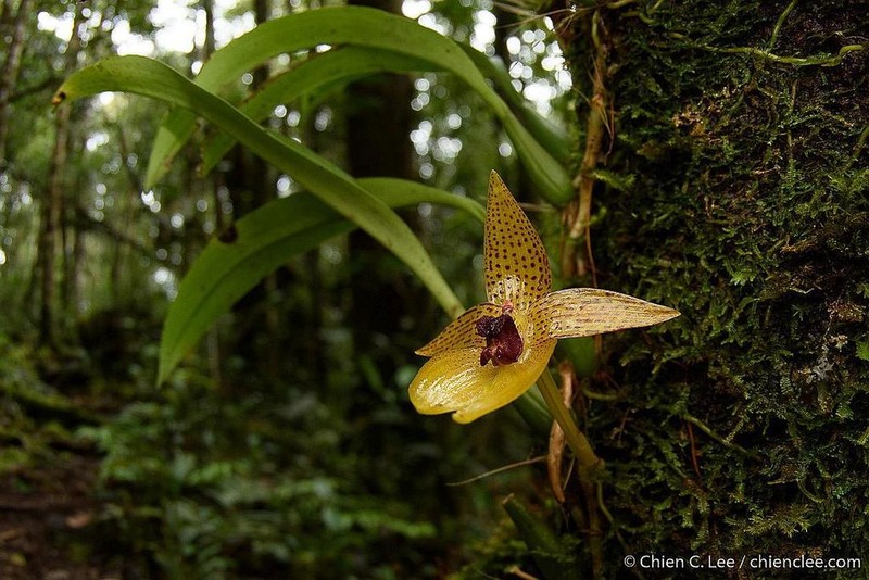 Bulbophyllum membranifolium photo 3