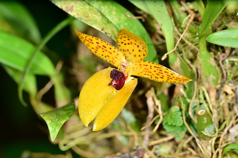 Bulbophyllum membranifolium photo 4