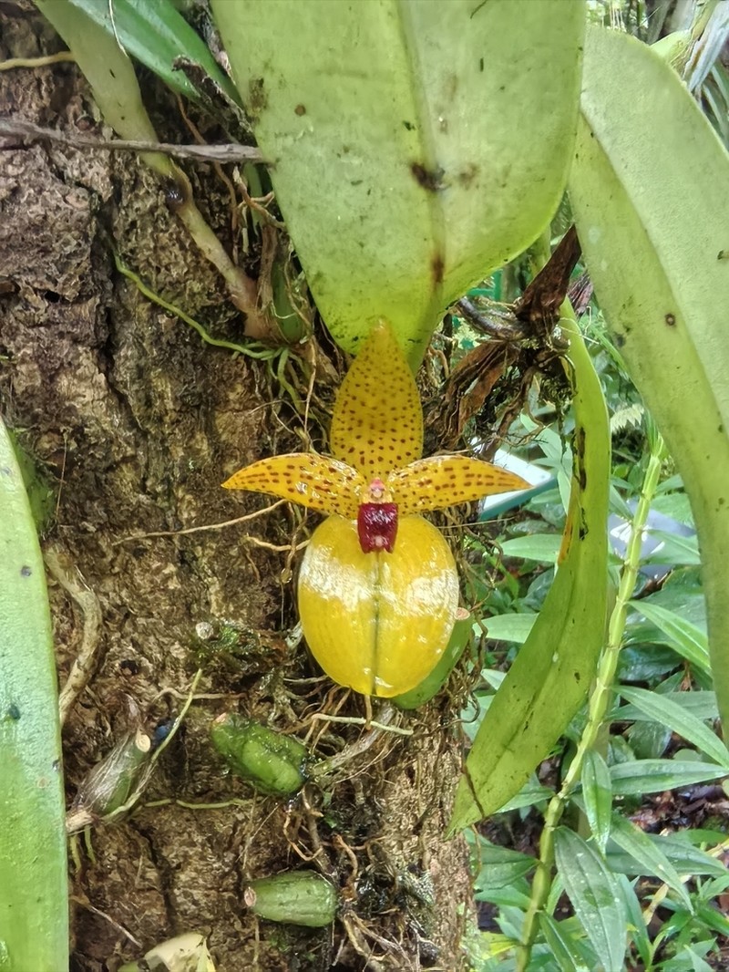 Bulbophyllum membranifolium photo 5