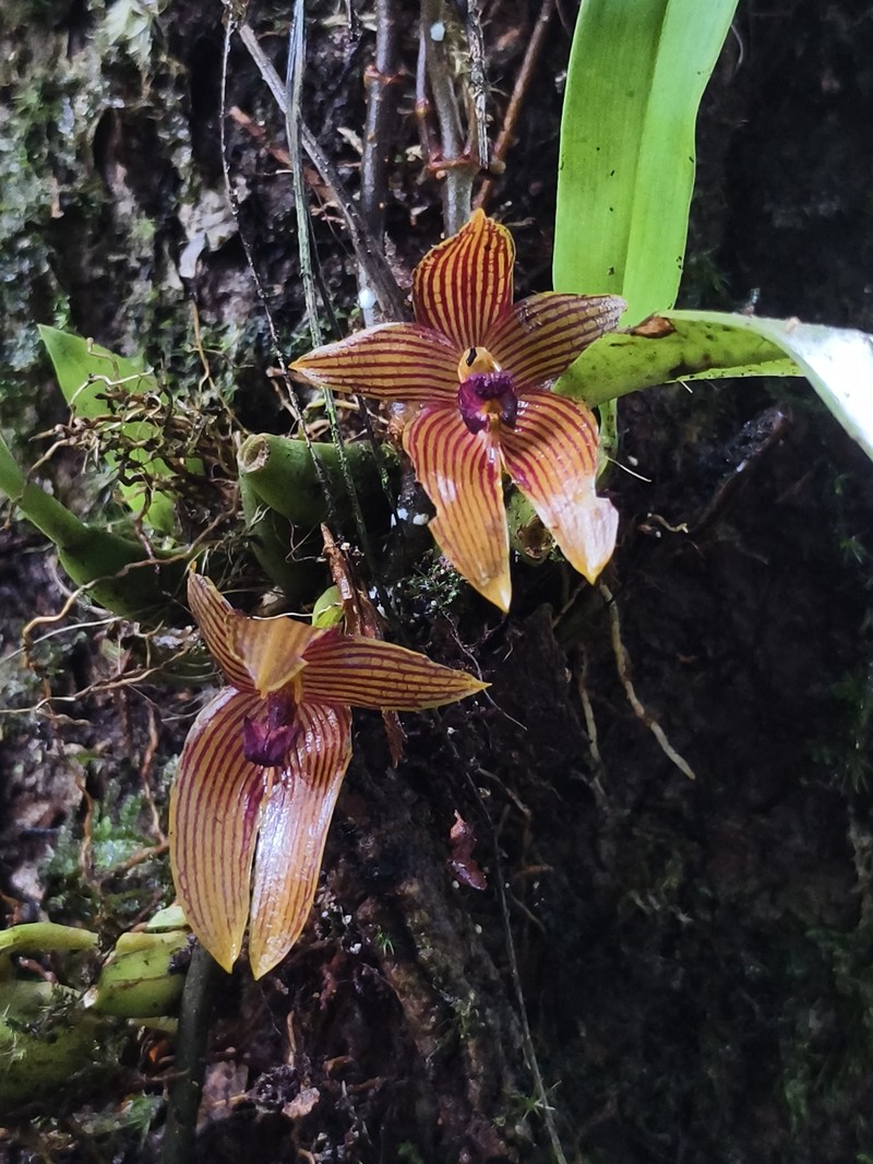 Bulbophyllum membranifolium photo 7