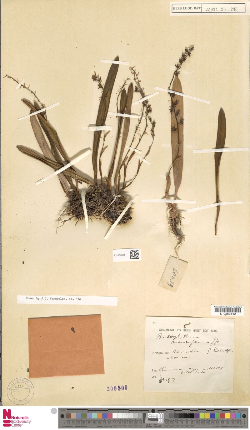 Bulbophyllum mentiferum
