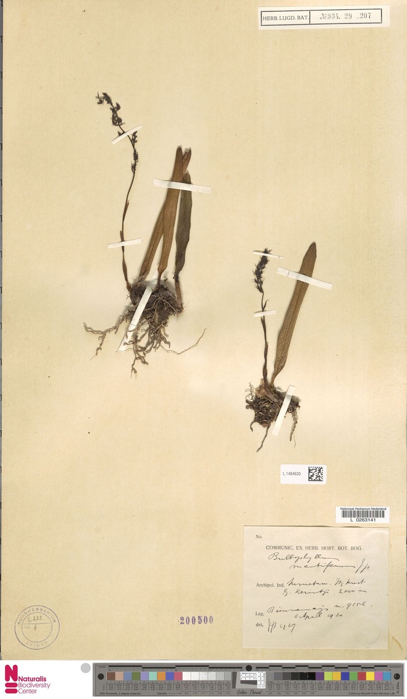 Bulbophyllum mentiferum photo 2