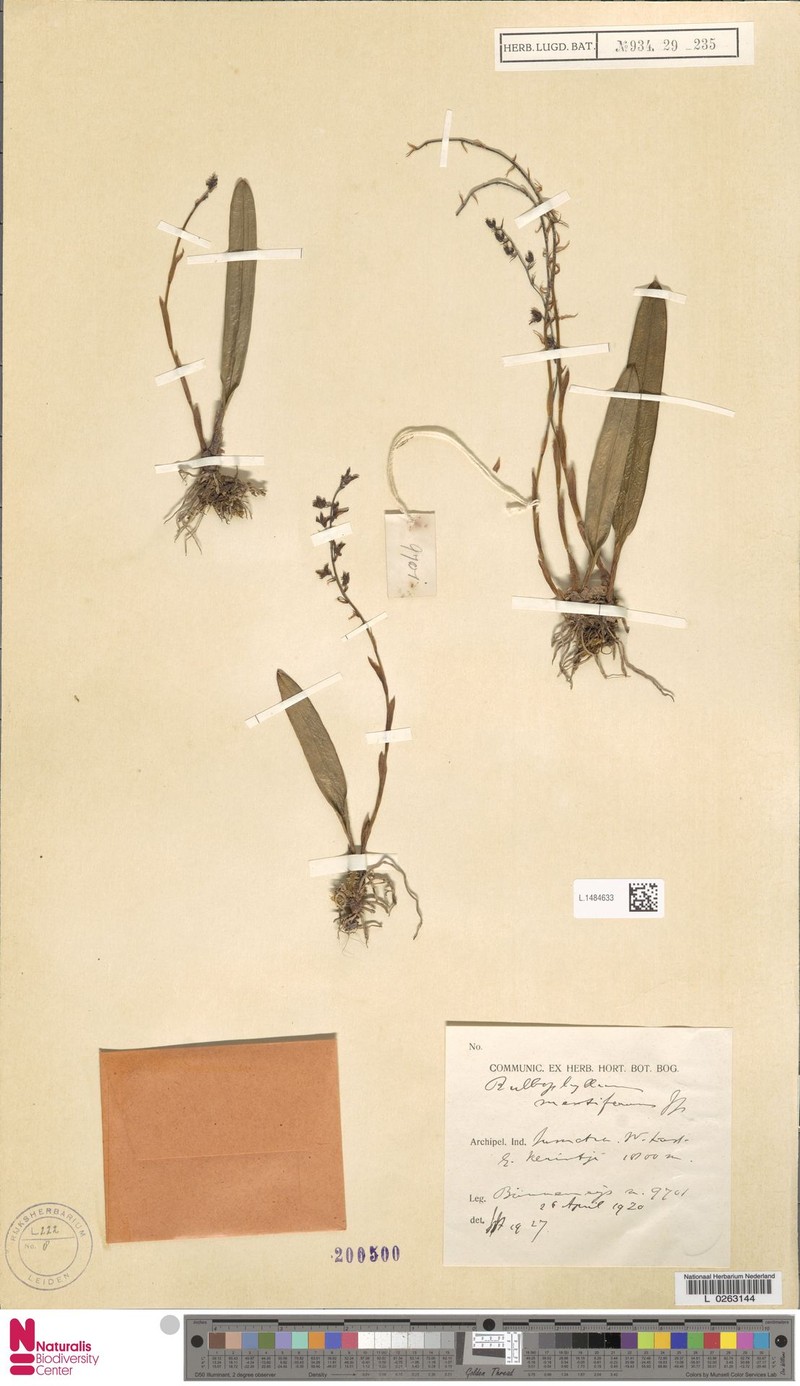 Bulbophyllum mentiferum photo 3