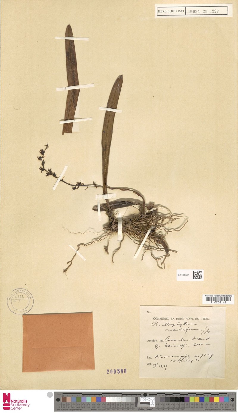 Bulbophyllum mentiferum photo 4