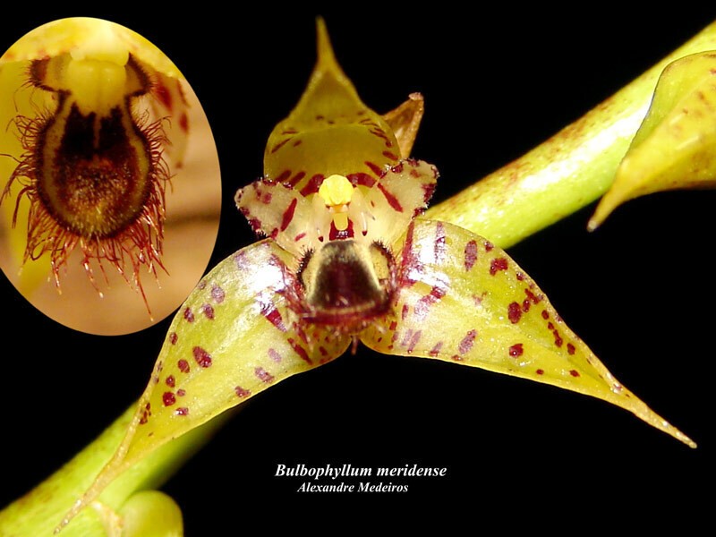 Bulbophyllum meridense
