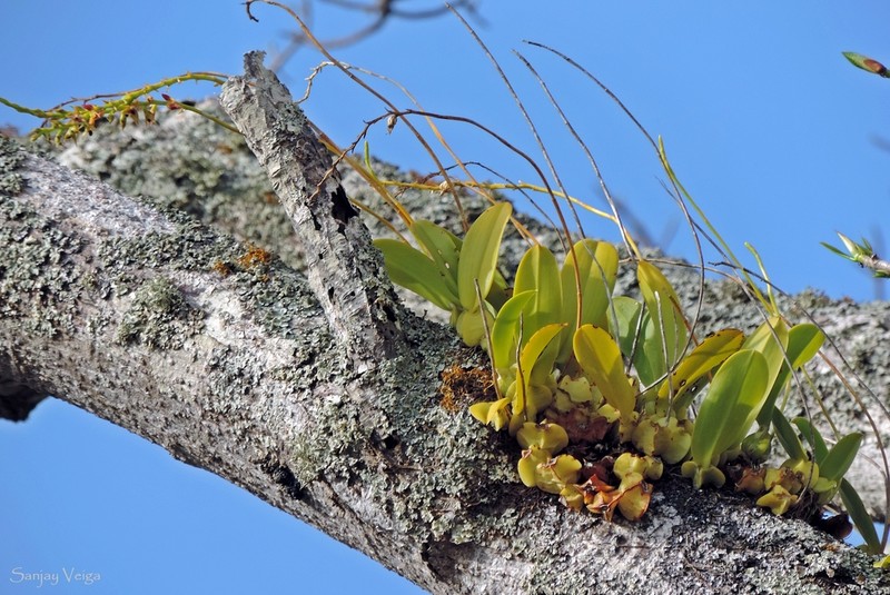 Bulbophyllum meridense photo 2