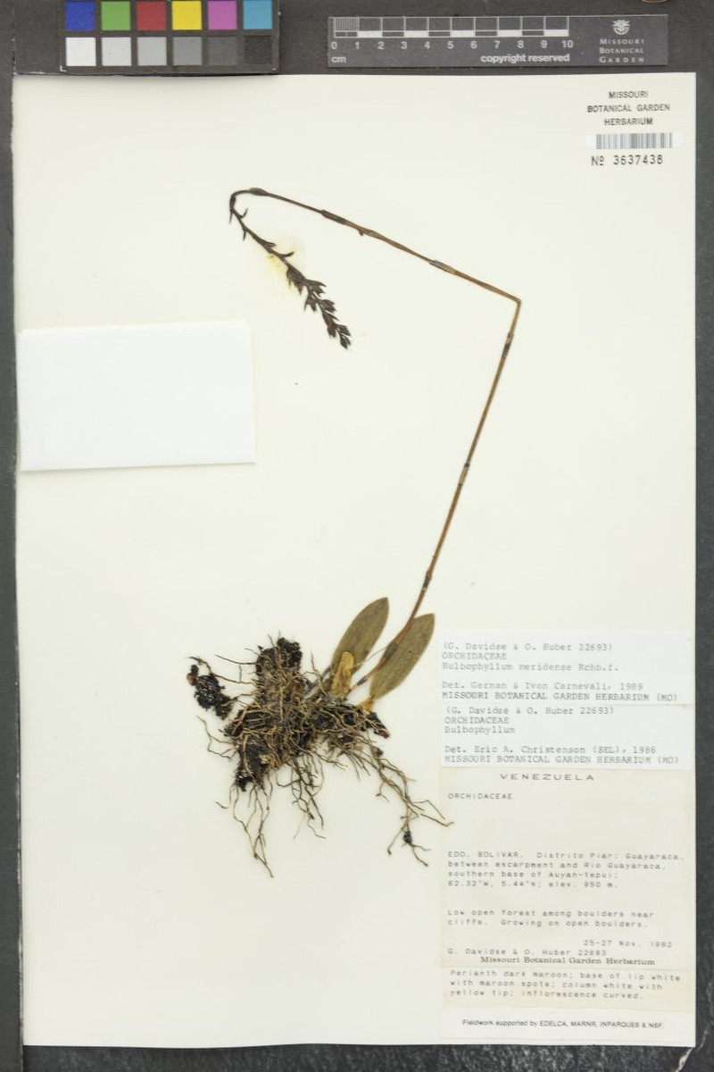 Bulbophyllum meridense photo 3