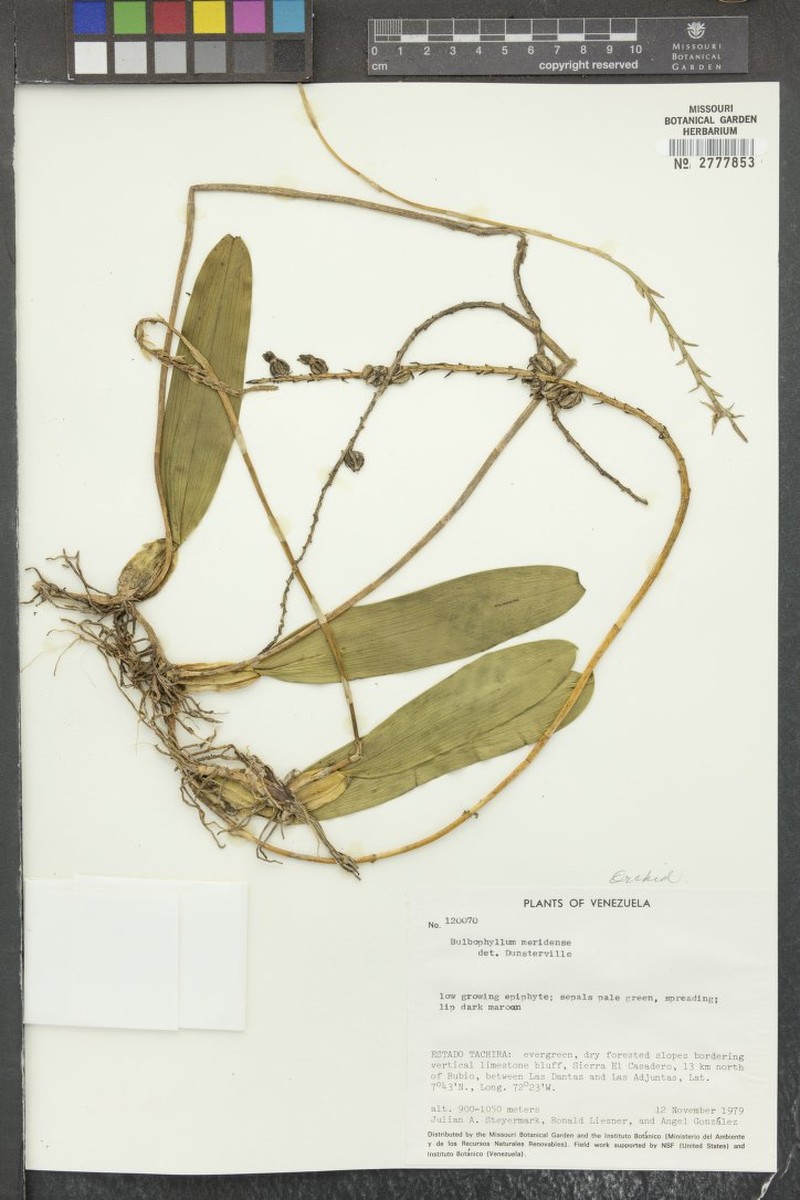 Bulbophyllum meridense photo 4