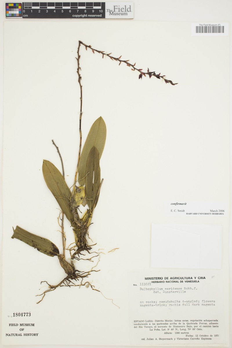 Bulbophyllum meridense photo 5