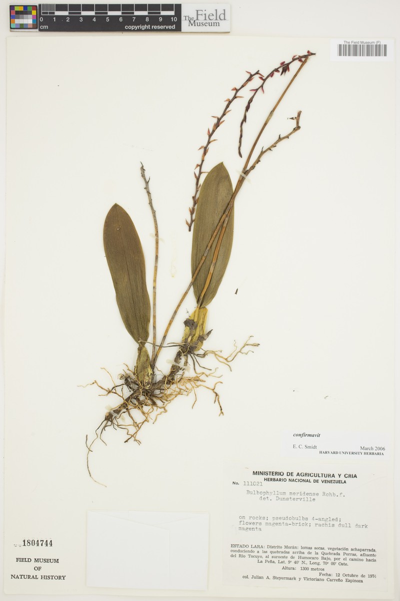 Bulbophyllum meridense photo 6