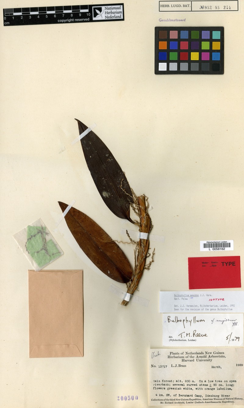 Bulbophyllum mesodon