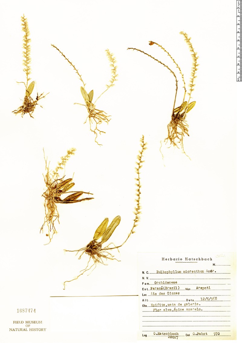 Bulbophyllum micranthum photo 2