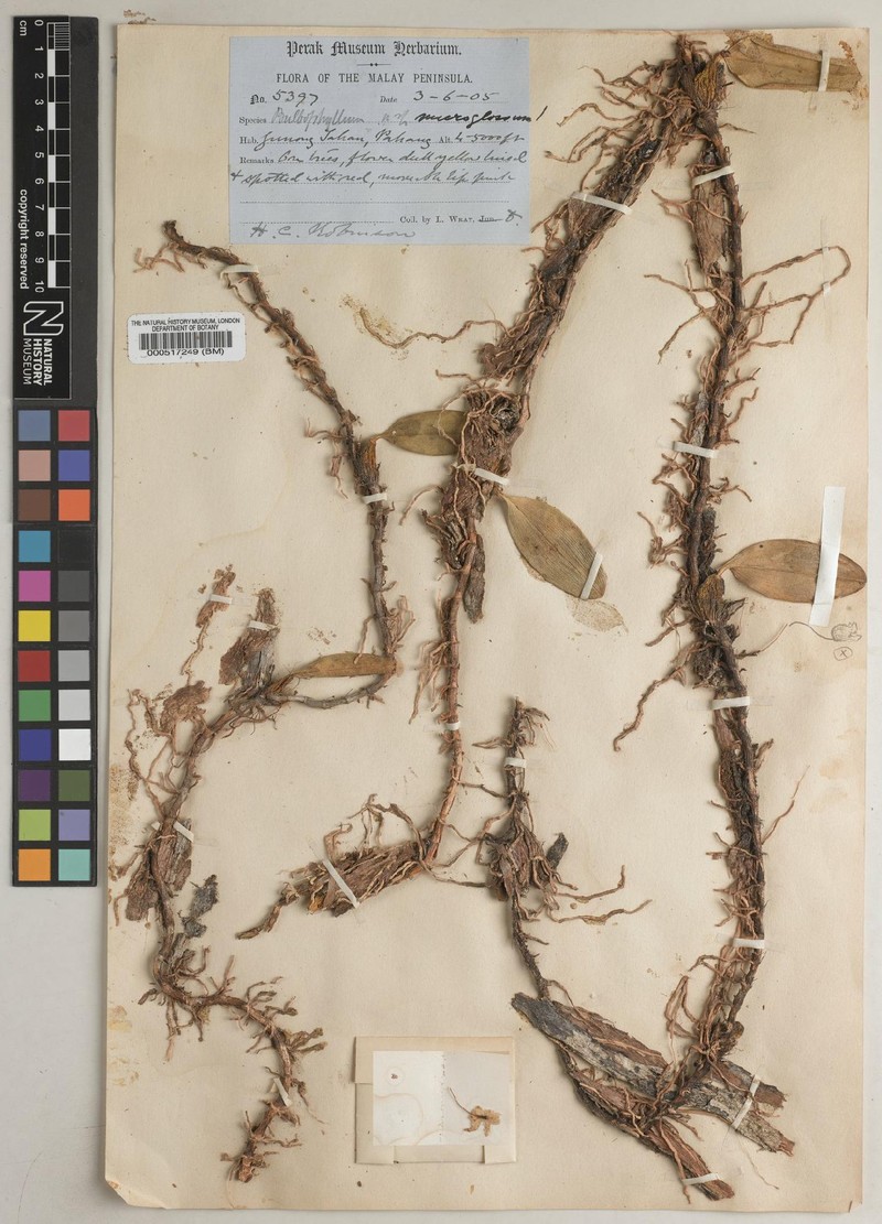 Bulbophyllum microglossum