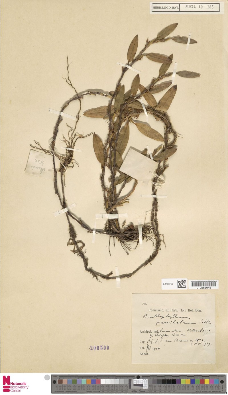 Bulbophyllum microlabium