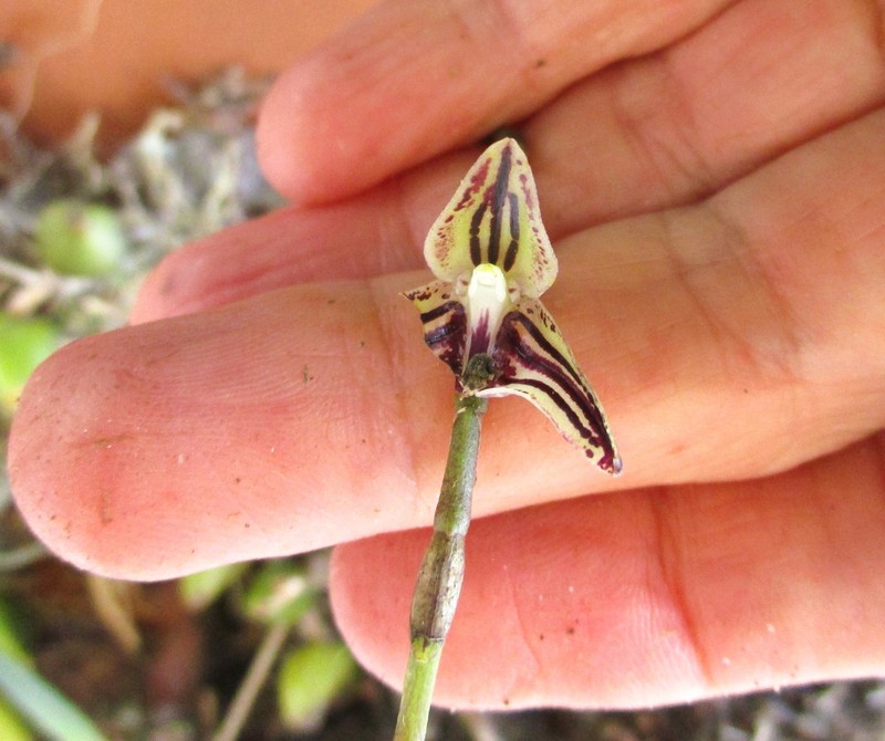 Bulbophyllum micropetaliforme